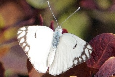 Elymnias viridescens - Waldkaperweißling (Waldweißling)